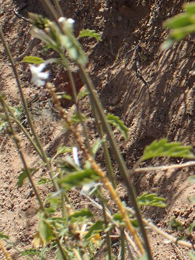 Chascanum garipense, photographed by Nicola van Berkel