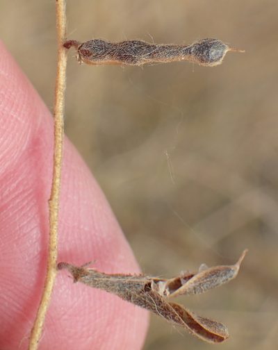 Indigofera heterotricha, photographed by Nicola van Berkel
