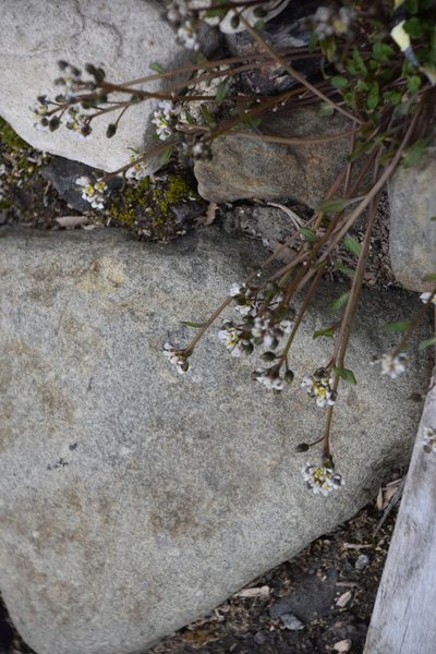 Cochlearia groenlandica, photographed by William Stephens