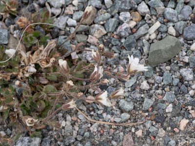Cerastium arcticum, photographed by William Stephens