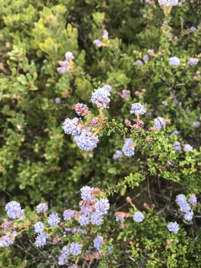 Ceanothus dentatus, photographed by Julia Beery