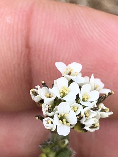 Arabis ciliata, photographed by Thomas Ebner