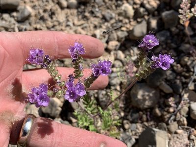 Phacelia popei, photographed by CK2AZ