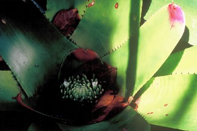 Neoregelia johannis, photographed by David Bird