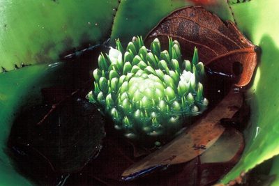 Neoregelia johannis, photographed by David Bird