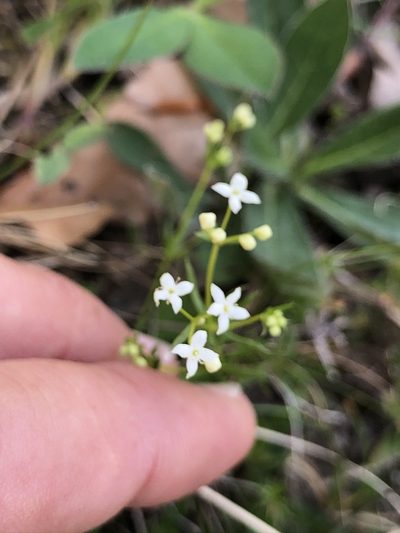 Galium pumilum, photographed by Thomas Ebner