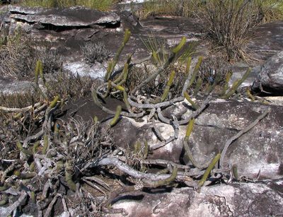 Cipocereus minensis, photographed by David Bird