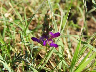 Dalea pogonathera, photographed by Leticia Jiménez Hernández