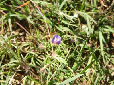 Astragalus greggii, photographed by Leticia Jiménez Hernández