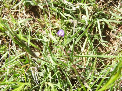 Astragalus greggii, photographed by Leticia Jiménez Hernández