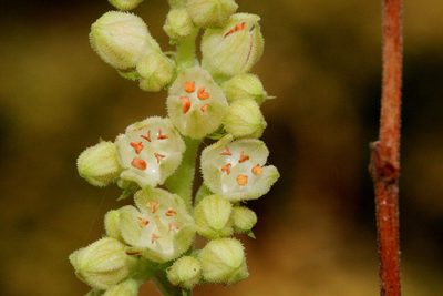 Heuchera woodsiaphila, photographed by Cecelia Alexander