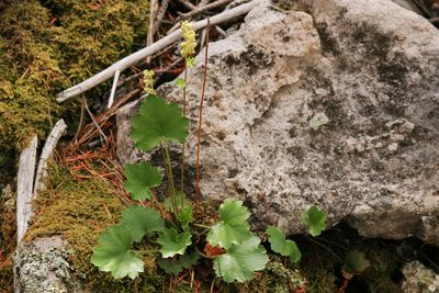 Heuchera woodsiaphila, photographed by Cecelia Alexander