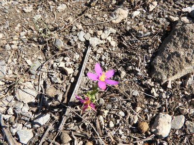 Zeltnera calycosa, photographed by Leticia Jiménez Hernández