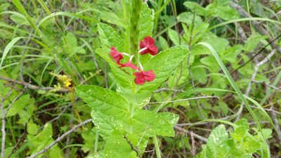 Stachytarpheta sessilis, photographed by Breno Figueiredo