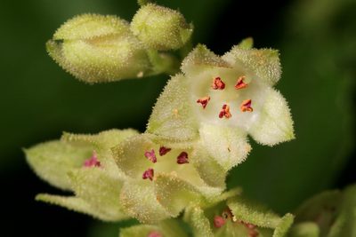 Heuchera woodsiaphila, photographed by Cecelia Alexander