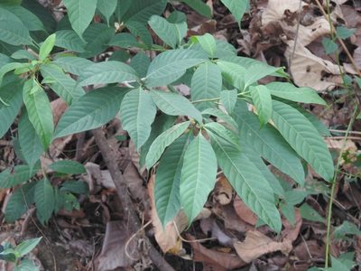 Tabernaemontana alternifolia, photographed by Manoj Karingamadathil