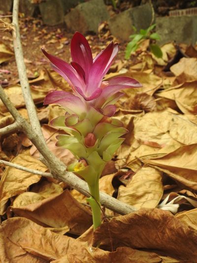 Curcuma longa, photographed by Manoj Karingamadathil