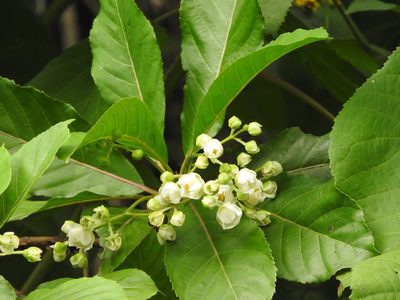 Saurauia yasicae, photographed by Alexis López Hernández