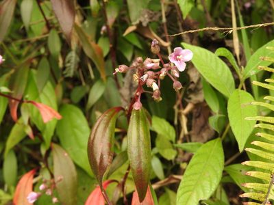 Centradenia floribunda, photographed by Alexis López Hernández