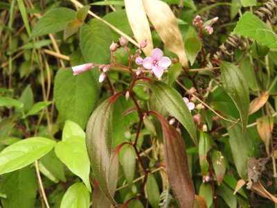 Centradenia floribunda, photographed by Alexis López Hernández