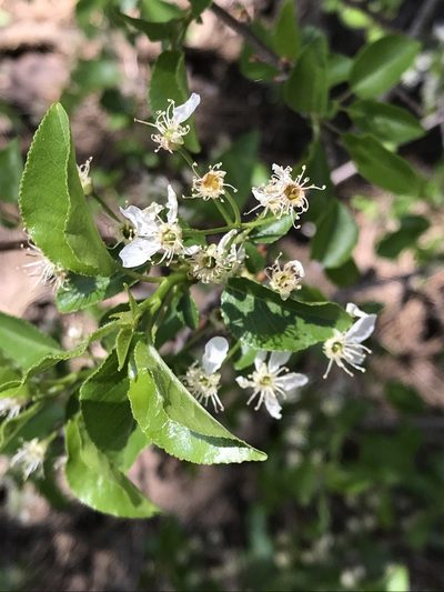 Prunus gracilis, photographed by Calinsdad