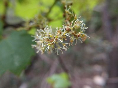 Vitis monticola, photographed by Cleveland Powell