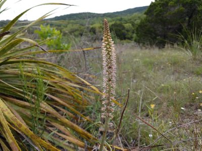 Schoenocaulon texanum, photographed by Cleveland Powell