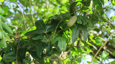 Aristolochia macroura, photographed by demianlescano