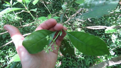 Psychotria carthagenensis, photographed by demianlescano