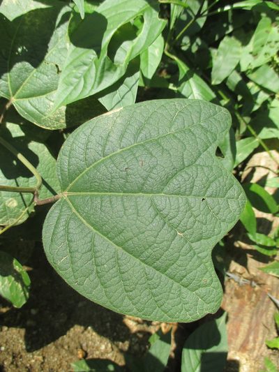 Passiflora porphyretica, photographed by Alexis López Hernández