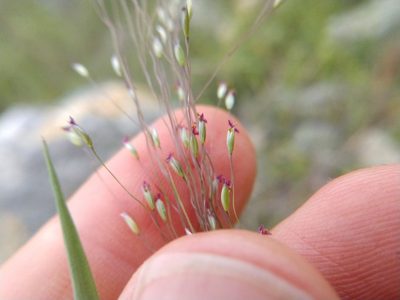 Digitaria cognata, photographed by Cleveland Powell