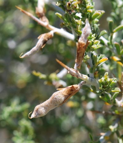 Melolobium candicans, photographed by Charles Stirton