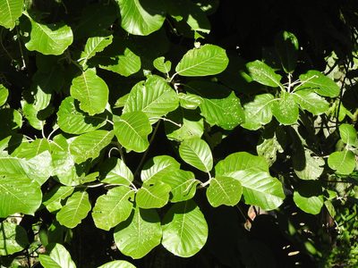 Ocotea sinuata, photographed by Alexis López Hernández