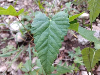 Tragia brevispica, photographed by Cleveland Powell