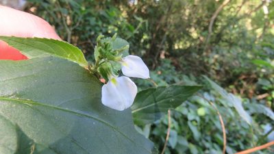 Pombalia communis, photographed by demianlescano