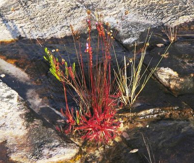 Drosera latifolia, photographed by David Bird