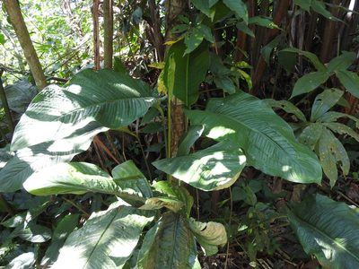 Spathiphyllum friedrichsthalii, photographed by Alexis López Hernández