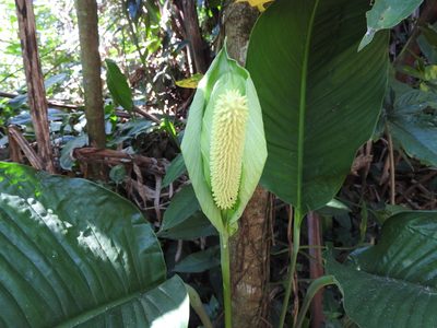 Spathiphyllum friedrichsthalii, photographed by Alexis López Hernández
