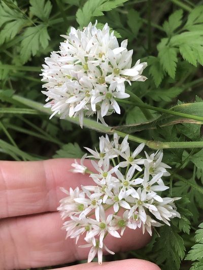 Allium fraseri, photographed by Sam Kieschnick
