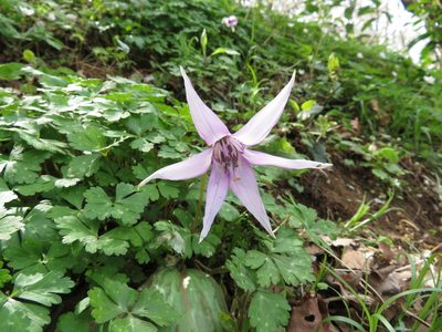 Erythronium japonicum, photographed by Junichi　Mandai