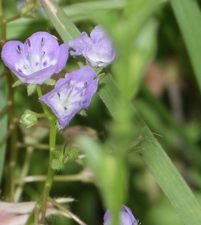 Phacelia glabra, photographed by Brady Reed