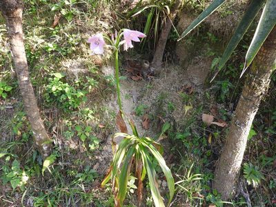 Crinum moorei, photographed by Alexis López Hernández