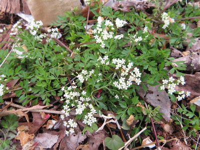 Aegopodium decumbens, photographed by Junichi　Mandai