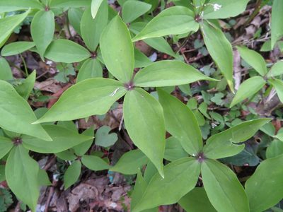 Paris tetraphylla, photographed by Junichi　Mandai