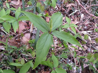 Paris tetraphylla, photographed by Junichi　Mandai