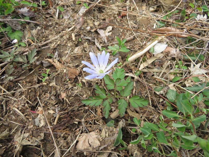 Anemonoides pseudoaltaica, photographed by Junichi　Mandai