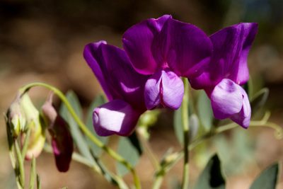 Lathyrus eucosmus, photographed by Cecelia Alexander