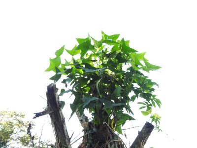 Oreopanax sanderianus, photographed by Alexis López Hernández