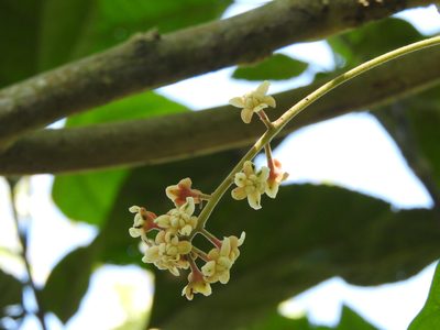 Ocotea botrantha, photographed by Alexis López Hernández