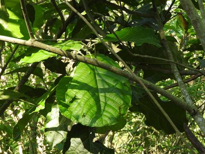 Ocotea botrantha, photographed by Alexis López Hernández